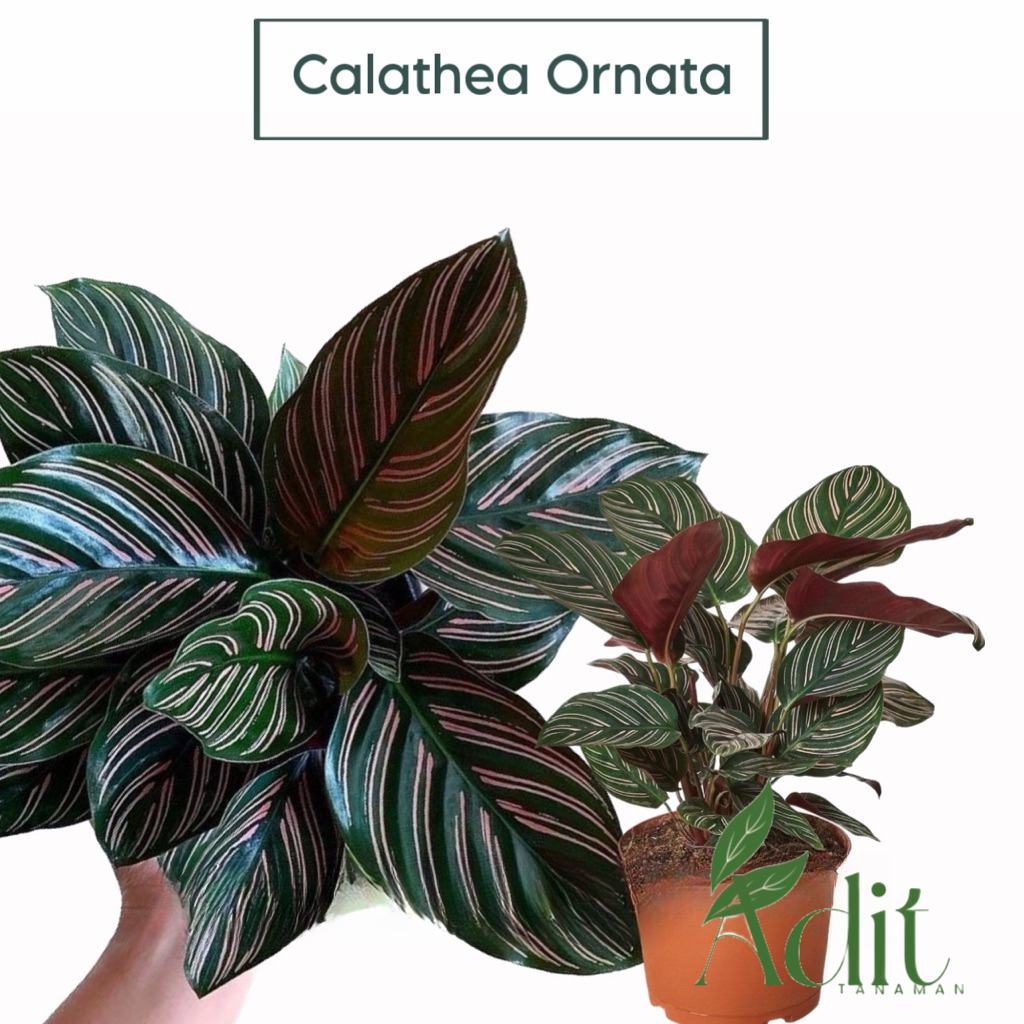 ( RIMBUN )- Tanaman Hias Calathea - Calathea Ornata - Meranti - Kalatea Ornata Termurah calathea orn