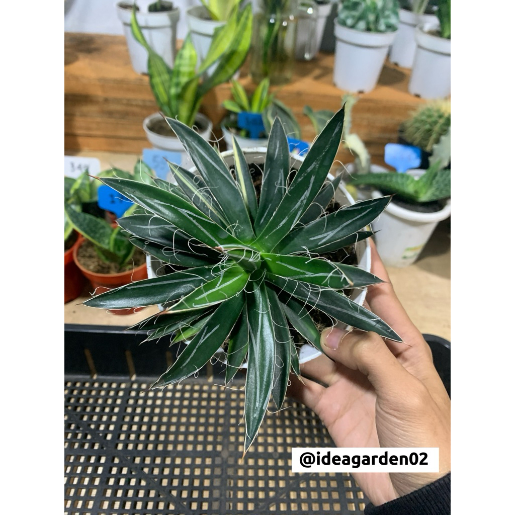 Agave Filifera Ukuran Pot 12cm