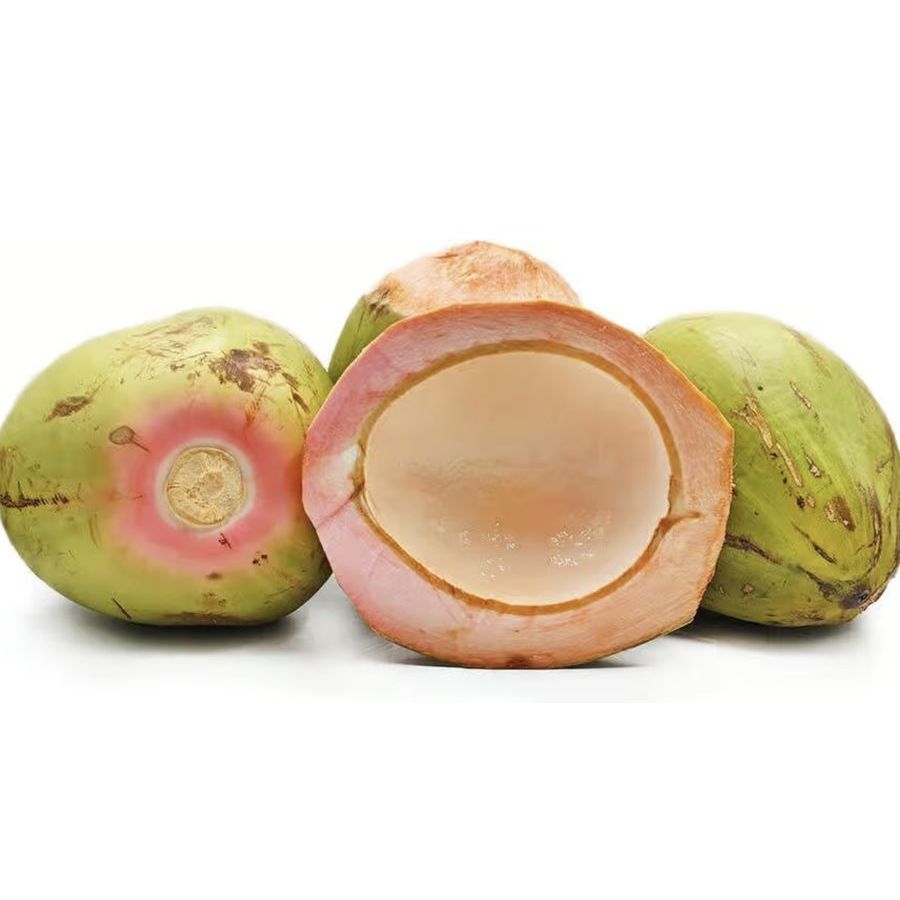 Bibit Kelapa 3 in 1 (Genjah Wulung Kopyor)