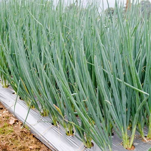 25 Benih Biji Bawang Daun BLAZE F1