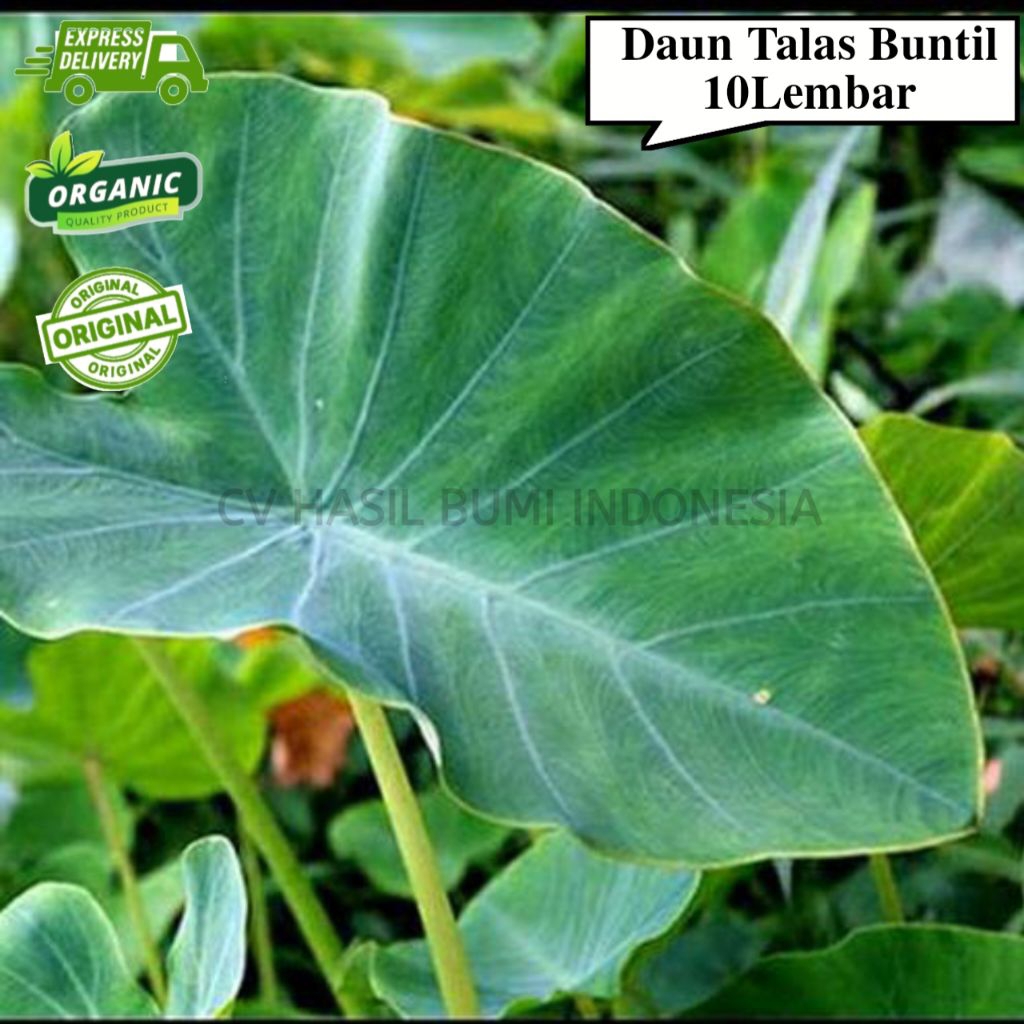 Daun Talas Bogor Daun Talas Buntil Segar 10 Lembar Daun