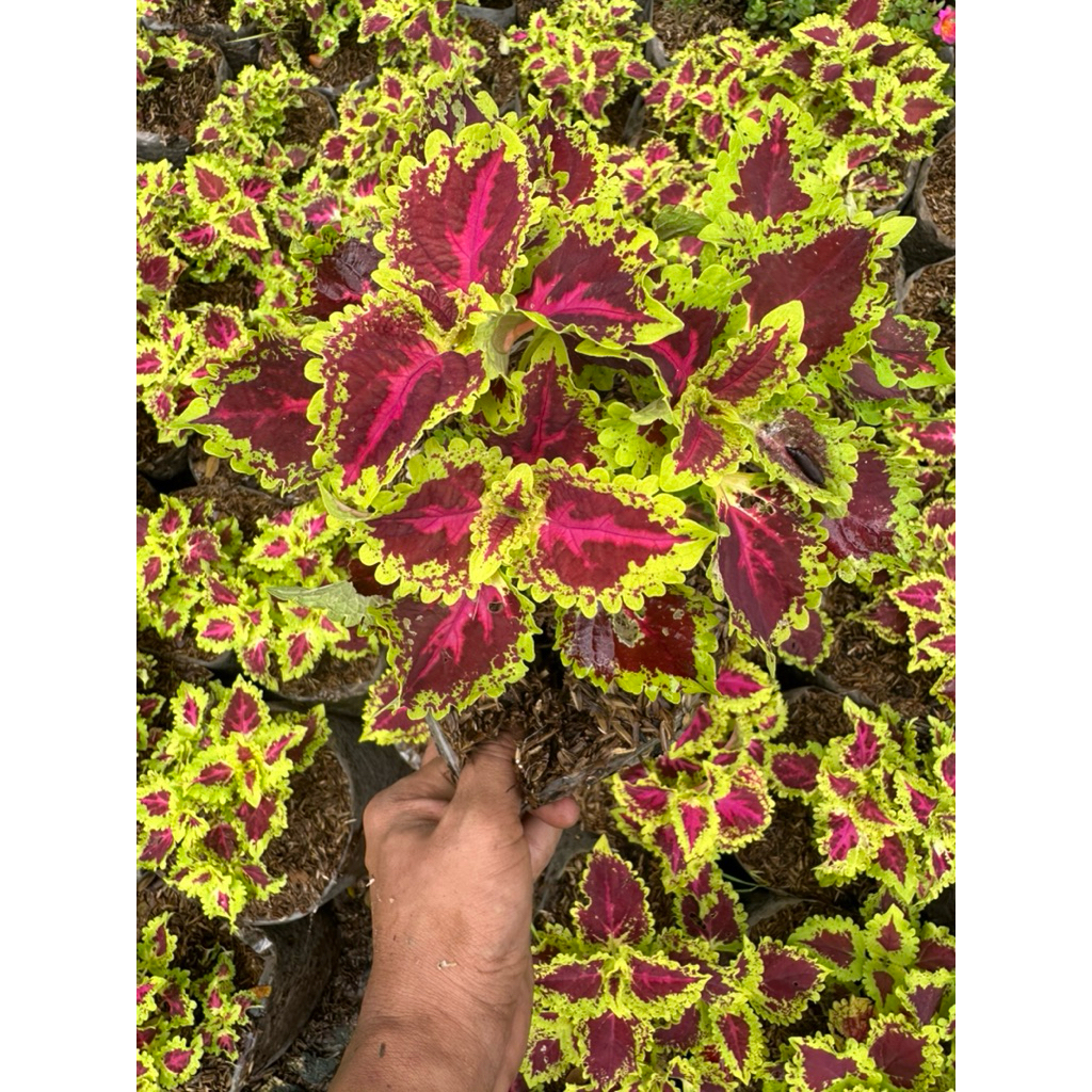 tanaman miana selada merah corak kuning rimbun super