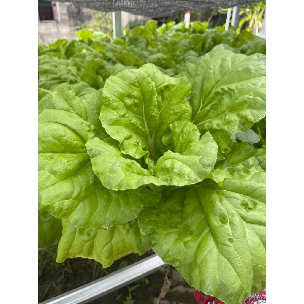 Sawi dan Sawi caisim Hidroponik