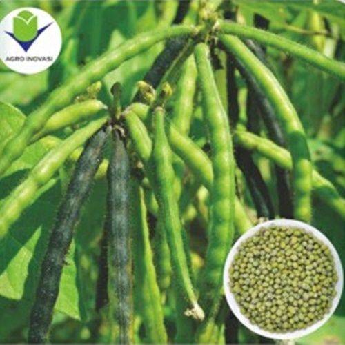 50 Benih Biji Kacang Hijau VIMA 1