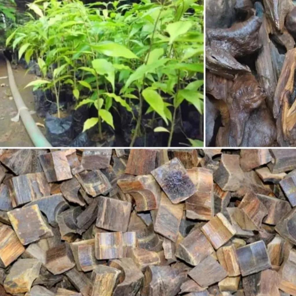 BIBIT POHON GAHARU SUPER