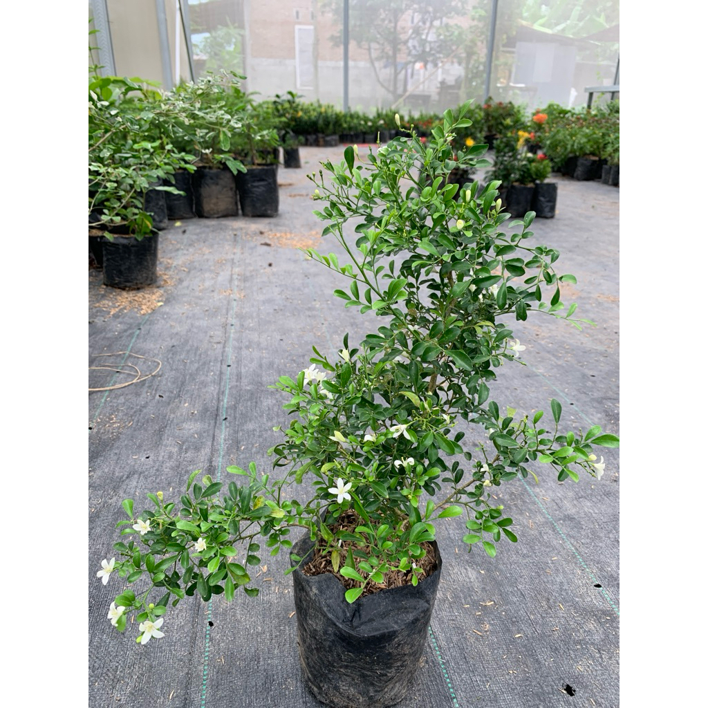 tanaman bahan bonsai kemuning mikro