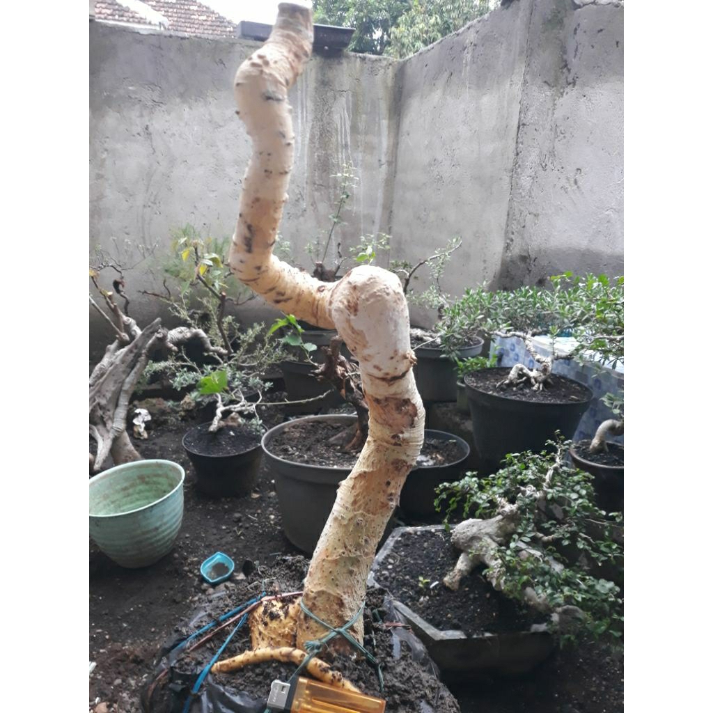 Bonsai Bahan dongkelan Serut unik