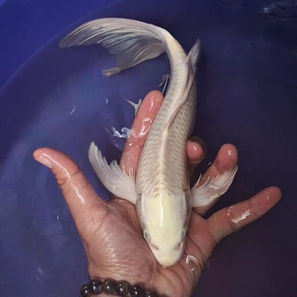 Ikan Koi Blitar Jenis Kumpay Slayer / Rumah Koi Jakarta / kode 005