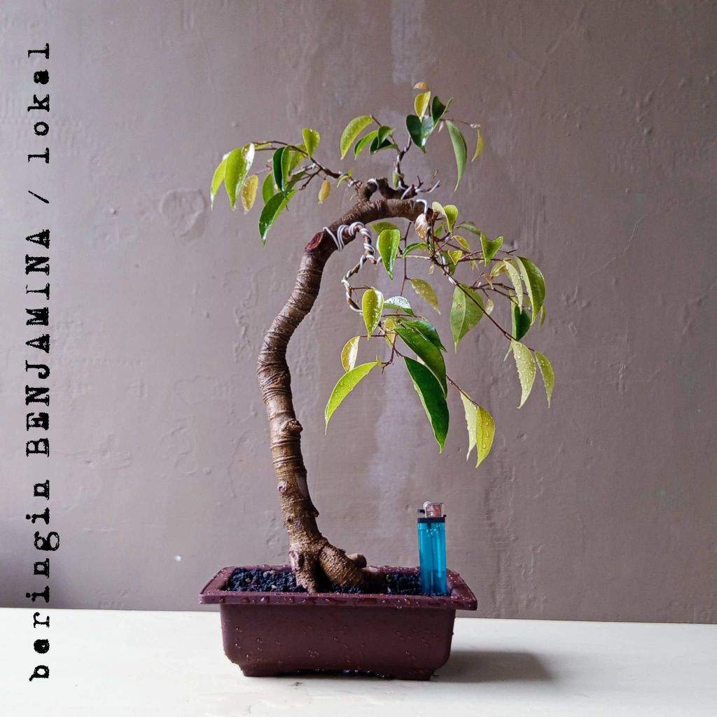 BONSAI BERINGIN LOKAL / FICUS BENJAMINA DIKIRIM SESUAI FOTO