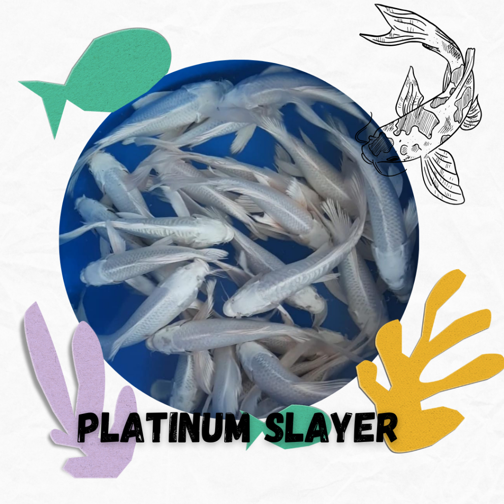 Koi Platinum Slayer Putih Bersih Size 6-9cm Unggul