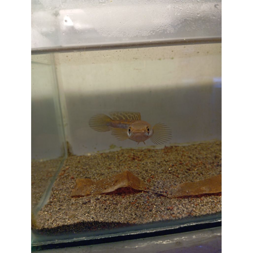 Maru Red Pangkalan Bun