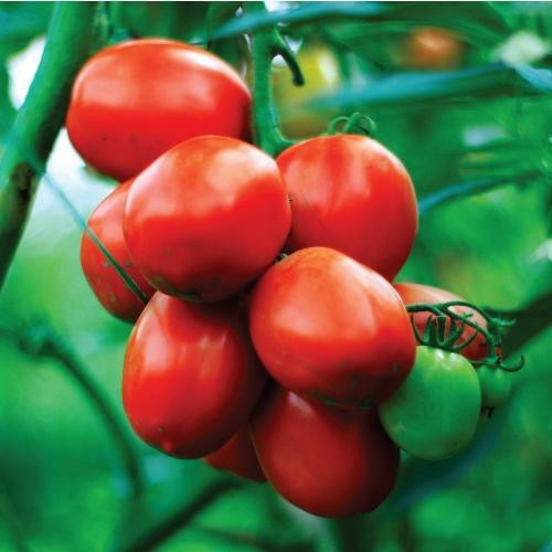 5 Benih Biji Tomat TM BLAZER