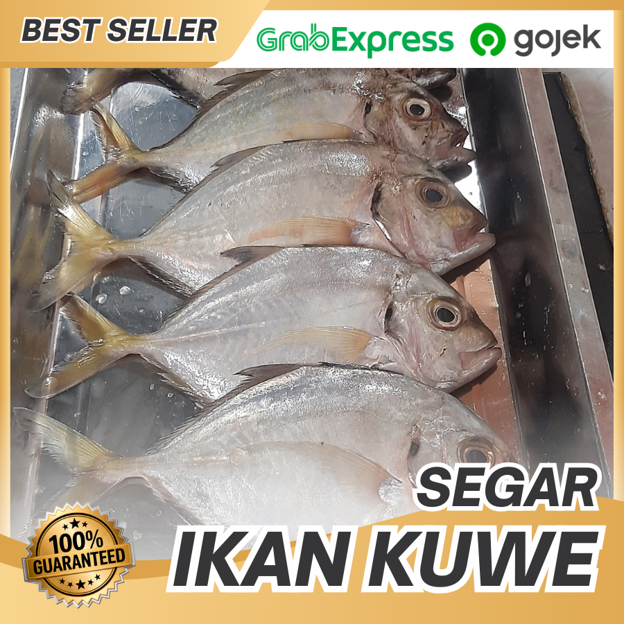 Ikan Kuwe Segar 1kg 3-4 Ekor Murah - Ikan Kuwe Gepeng/Lilin Bersih Praktis - Ikan Kuwe Lokal Segar