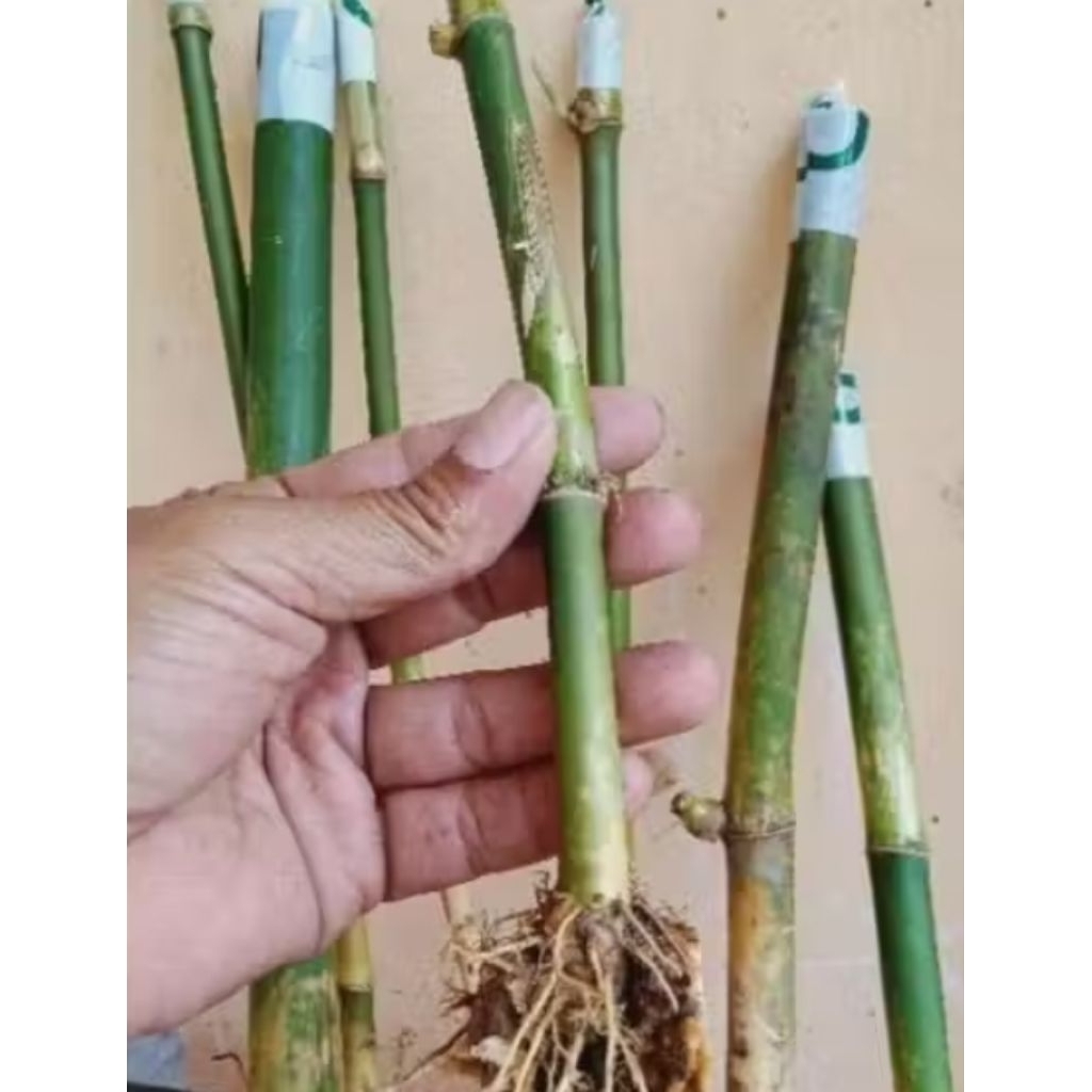 bibit tanaman bambu petung jumbo