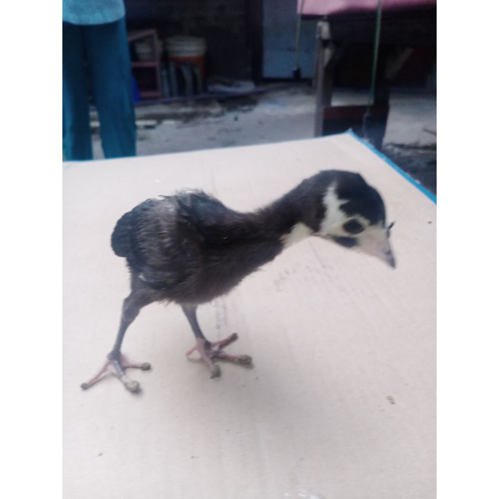 Ayam Kalkun | Black Spain | Usia 1 Bulan | Yan45