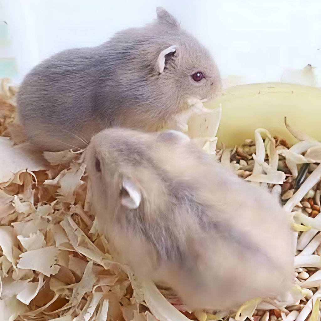 Hamster Winter White Jinak Gembul Dan Lincah / Hamster Winter Bestseller