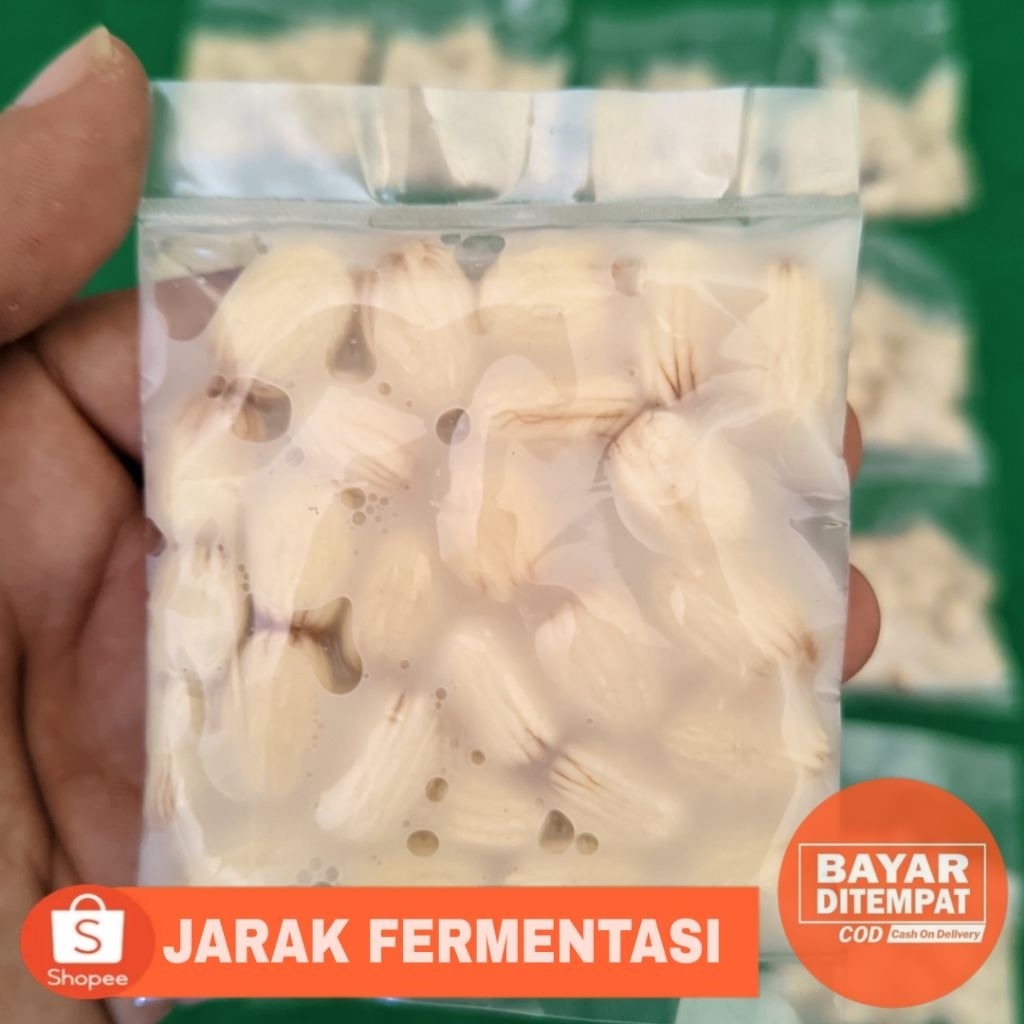 umpan mancing ikan bawal jarak fermentasi isi 25 biji siap pakai cocok untuk harian galatama galapun