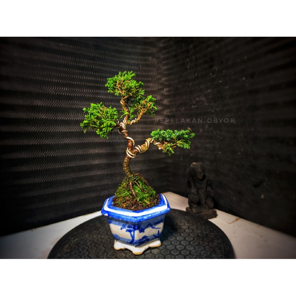 Bonsai Cemara Mame Sargentii Bonsai Cemara Sargentii Siap Pajang REALPICT
