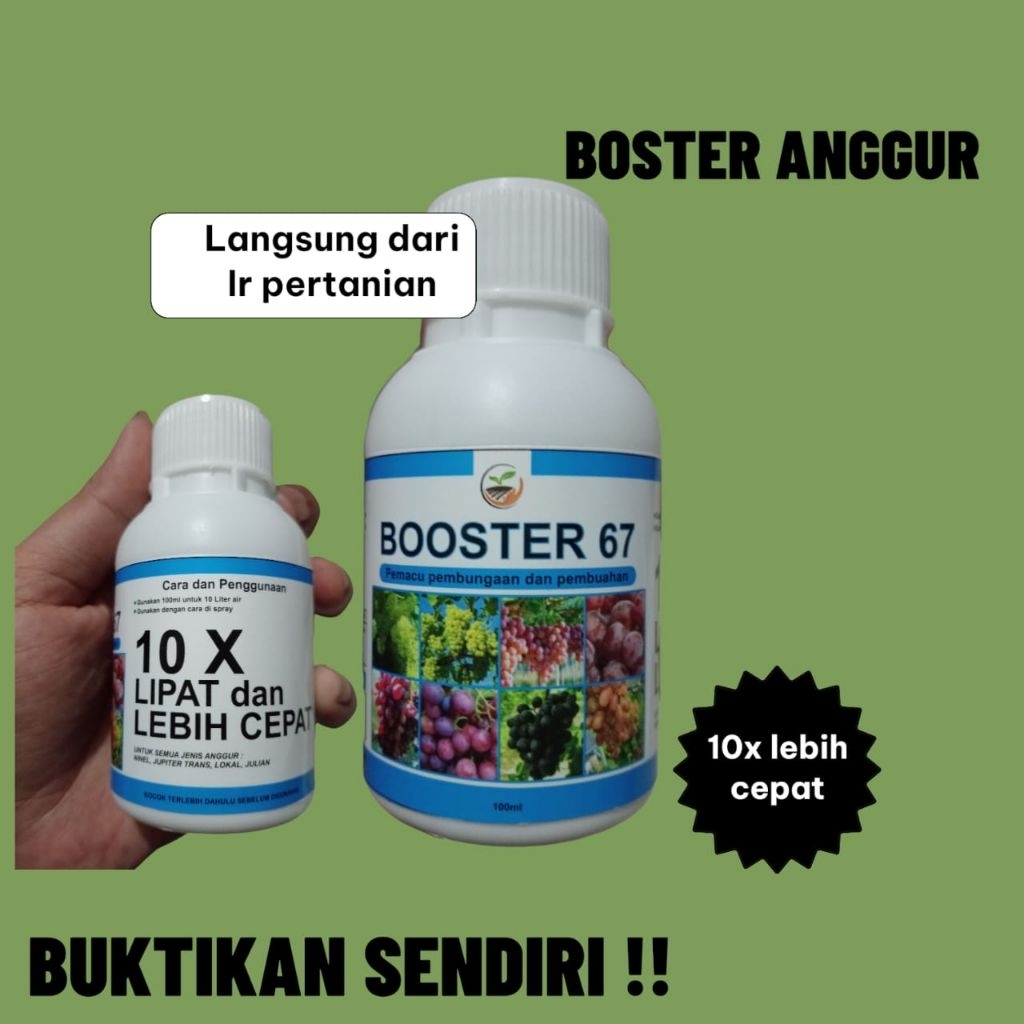 Boster 76 khusus Anggur cepat Buah dan Lebat