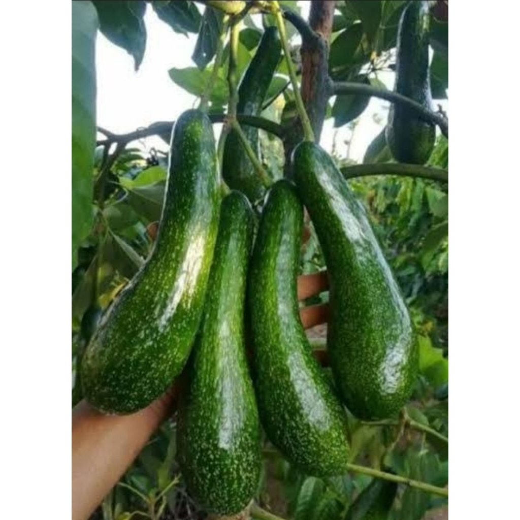 bibit alpukat SAB034