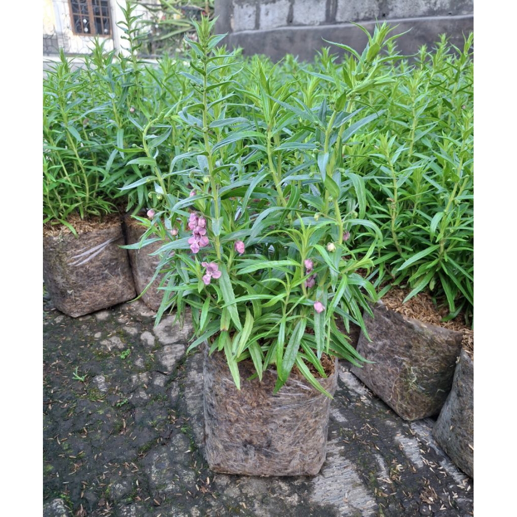 Pohon Lavender Bunga Pink Size Besar Tanaman Anti Nyamuk Lavender Pink