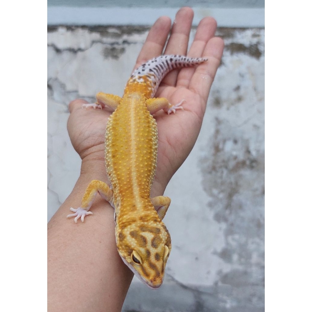 (2) GECKO LEOPARD DEWASA, INDUKAN, SEHAT