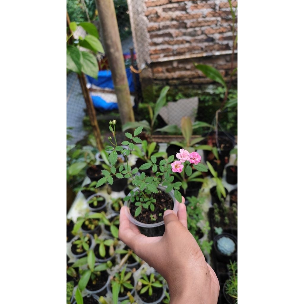 baby rose/mawar mini