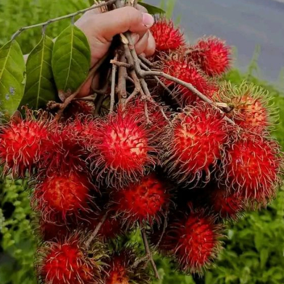 Rambutan Binjai 1kg Fresh
