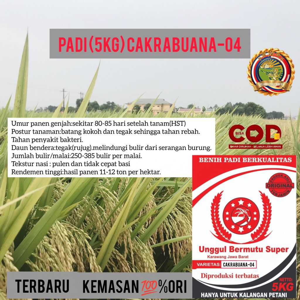 BARU BENIH PADI CAKRABUANA-04 SUPER UNGGU 5Kg HASIL MAKSIMAL TINGGI