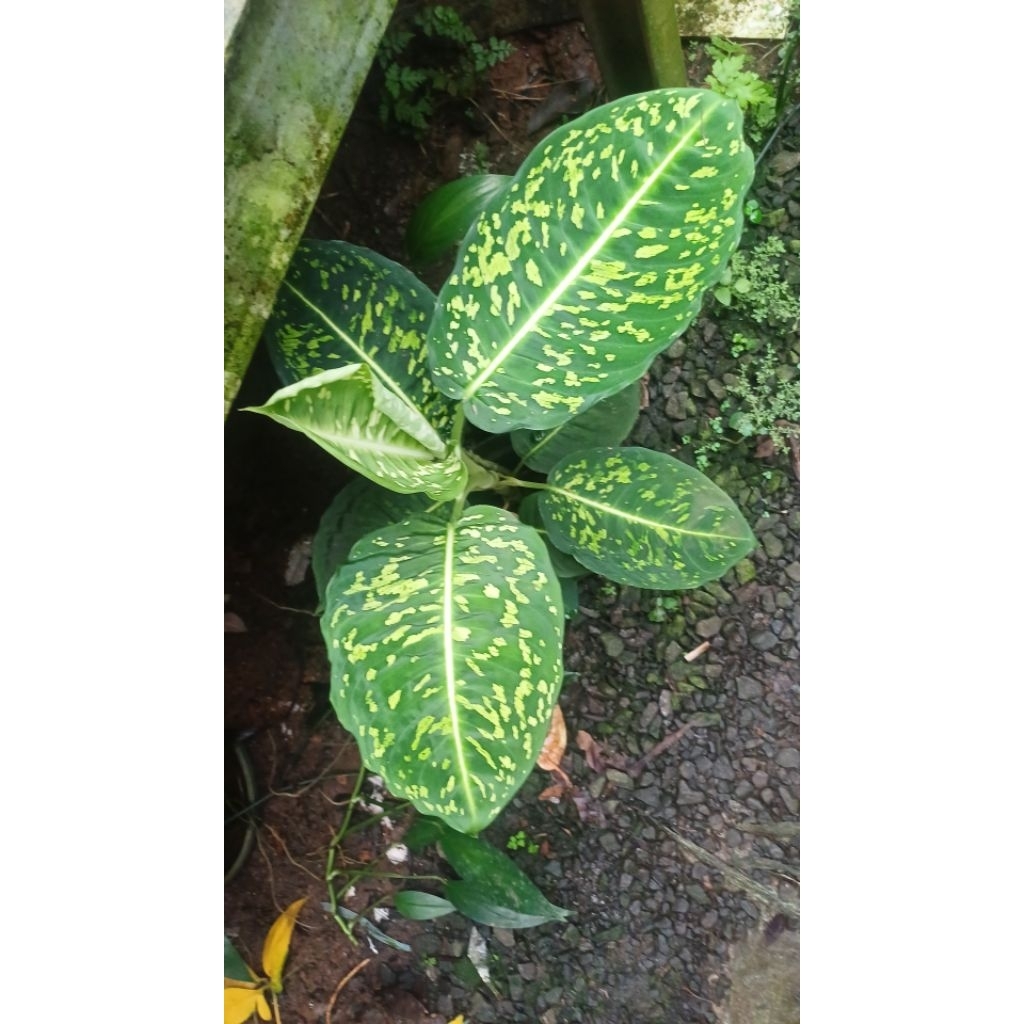 tanaman hias diven army