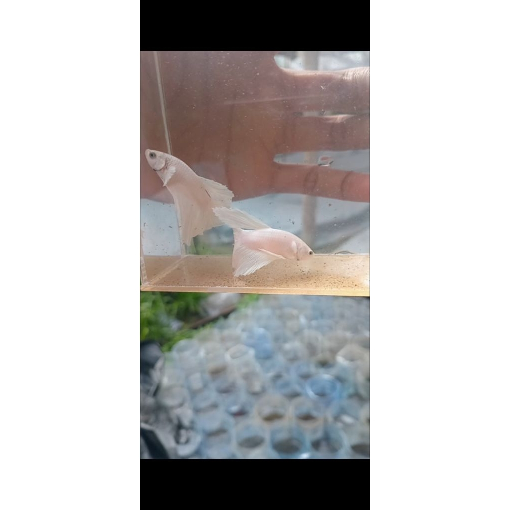 asesoris aquarium cupang