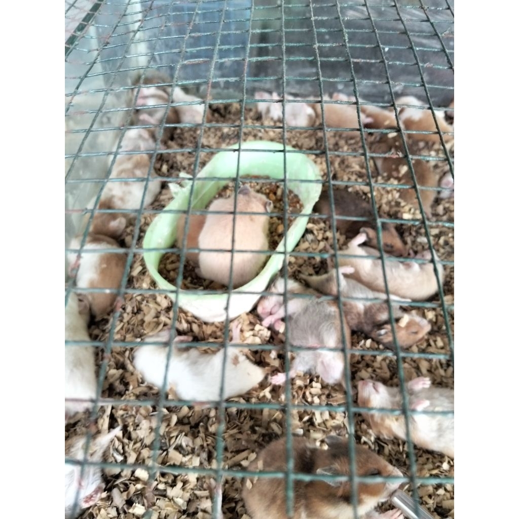 Hamster sirian - Hamster syrian - Hamster Hidup Sirian