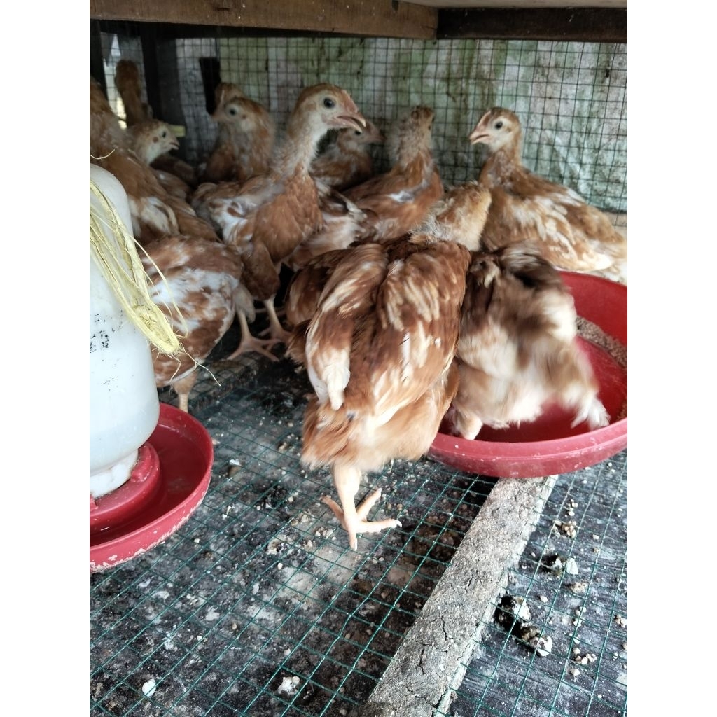 Ayam Petelur Usia 2 Bulan (Sudah Vaksin) - Ayam Telur 2 Bulan