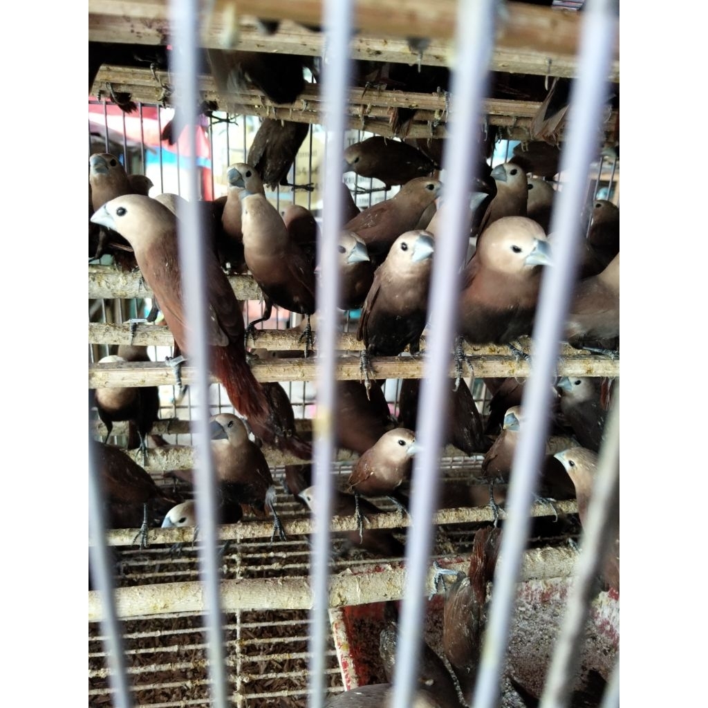 Emprit Kaji - Bondol Kaji Kepala Putih - Burung Emprit Kepala Putih