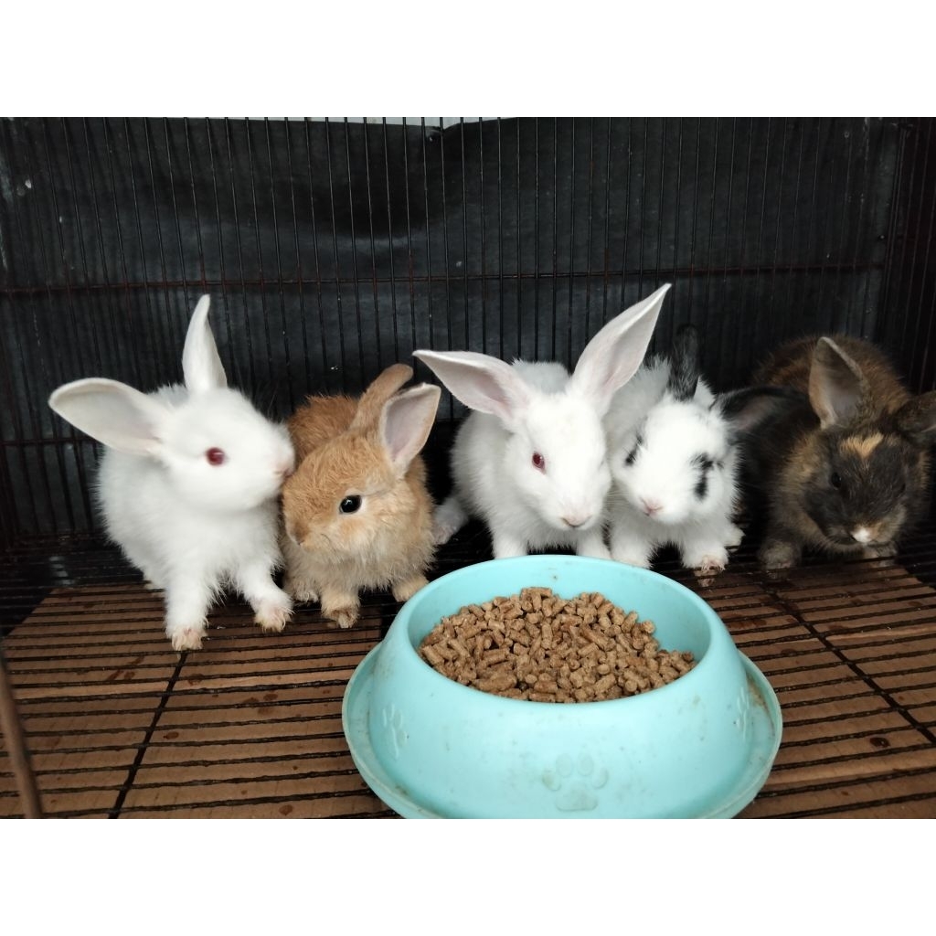 Kelinci Sepasang - Kelinci Hidup Sepasang (Jantan Betina) 1 Pasang Kelinci