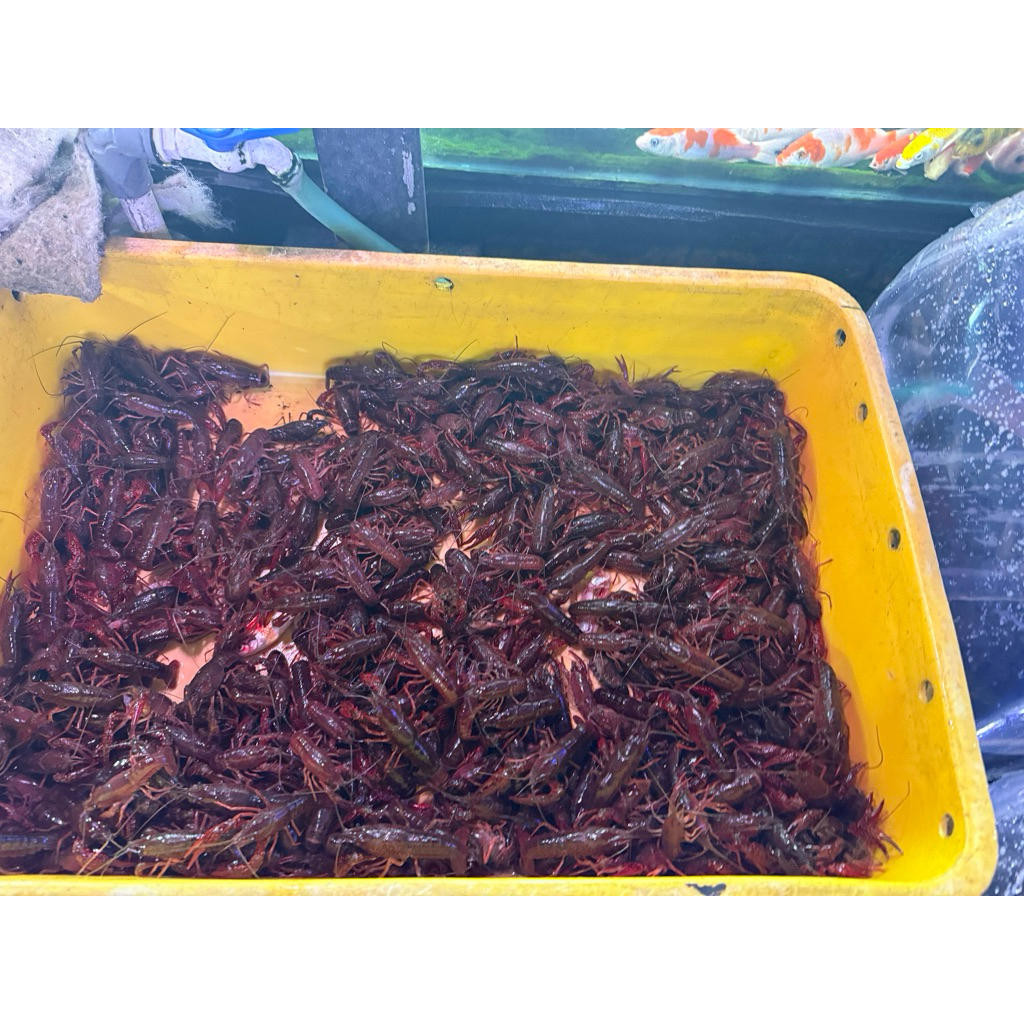 lobster merah/lobster jumbo