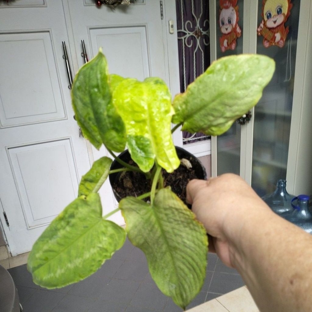 Homalomena schismatoglottis Varigata 3 Pohon