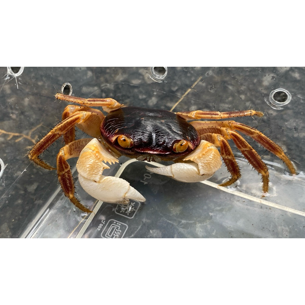 KEPITING HIAS AIR TAWAR GRAYI