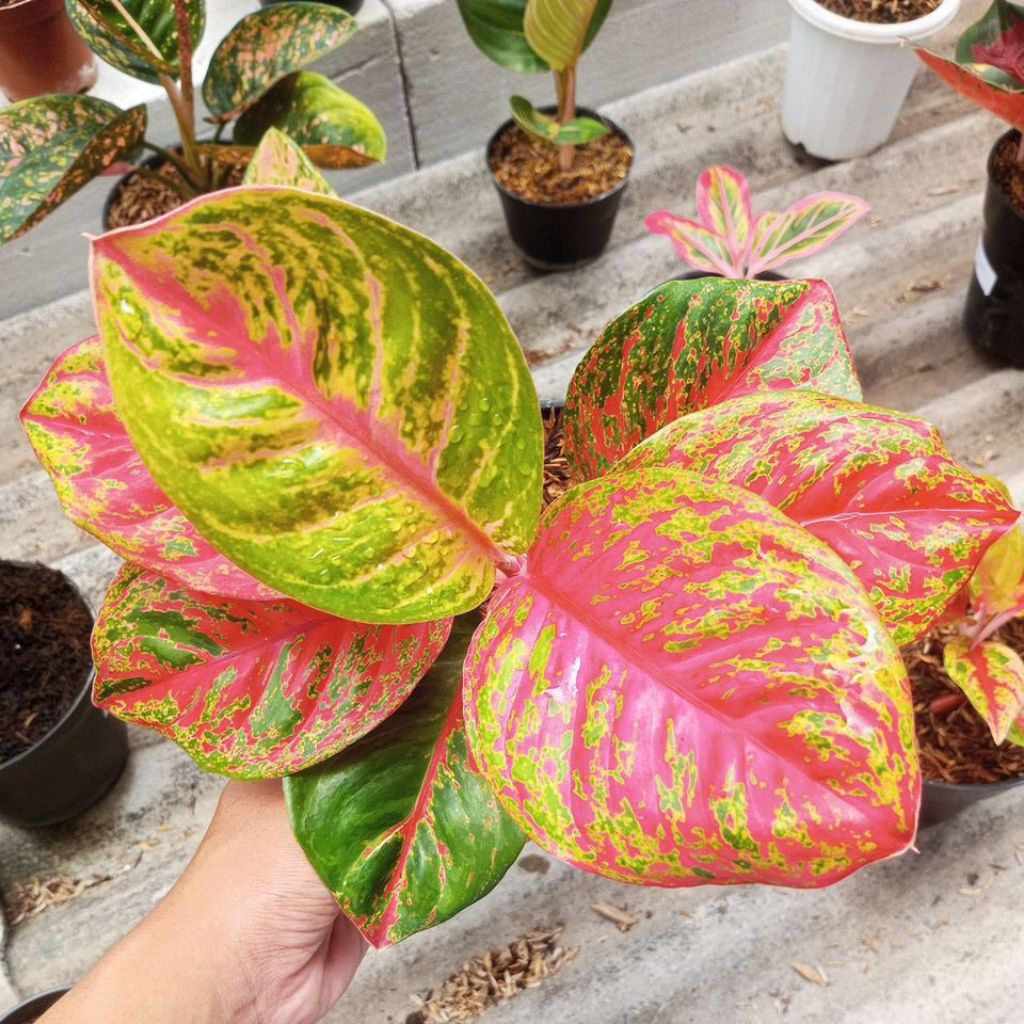aglaonema WULANDARI
