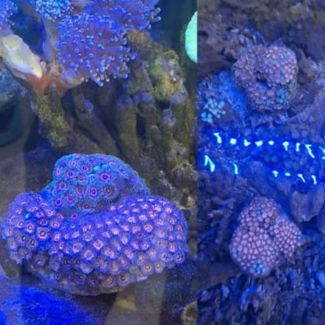 Zoa Colony/Coral Zoa Colony