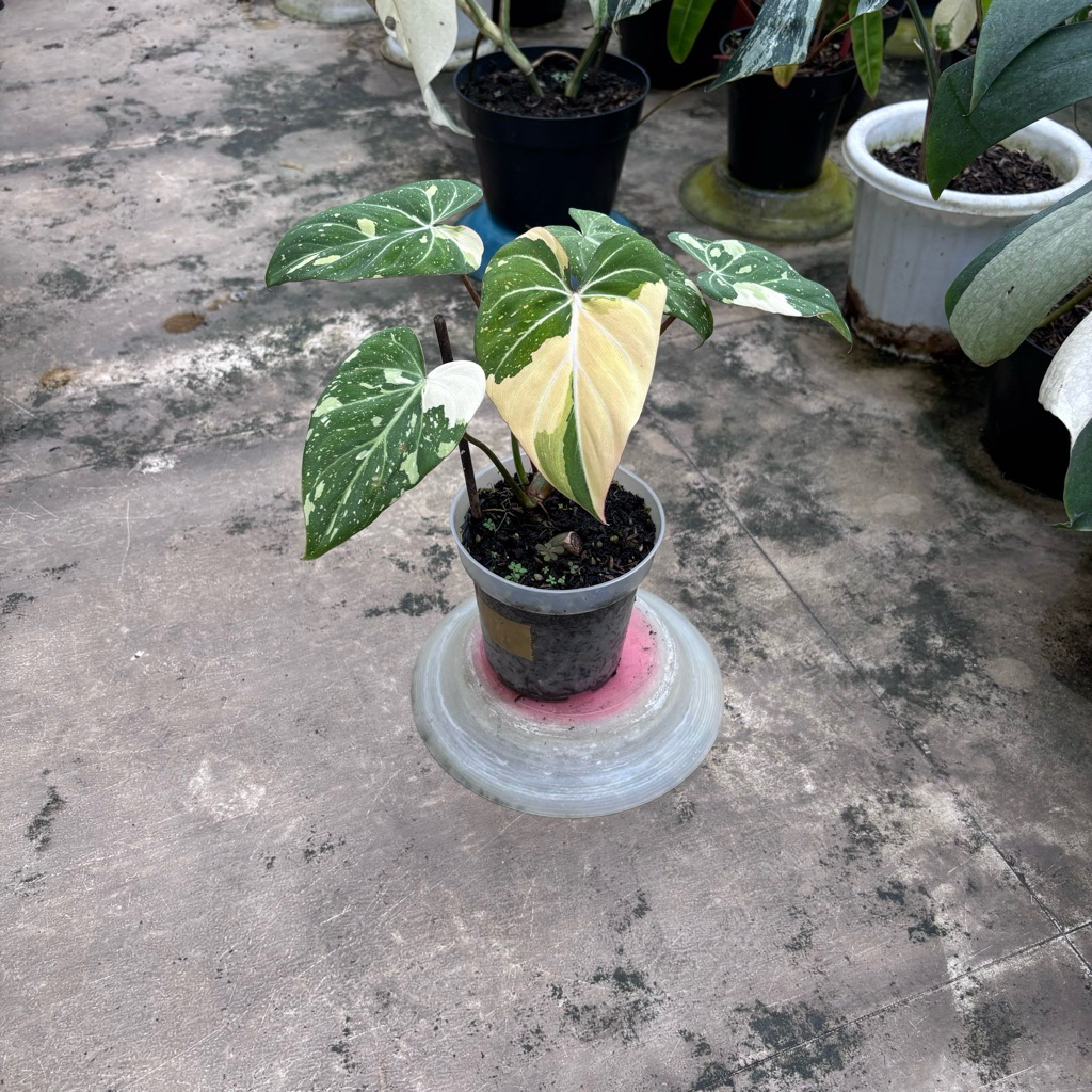 Philodendron Billietiae Variegata - 5 Daun