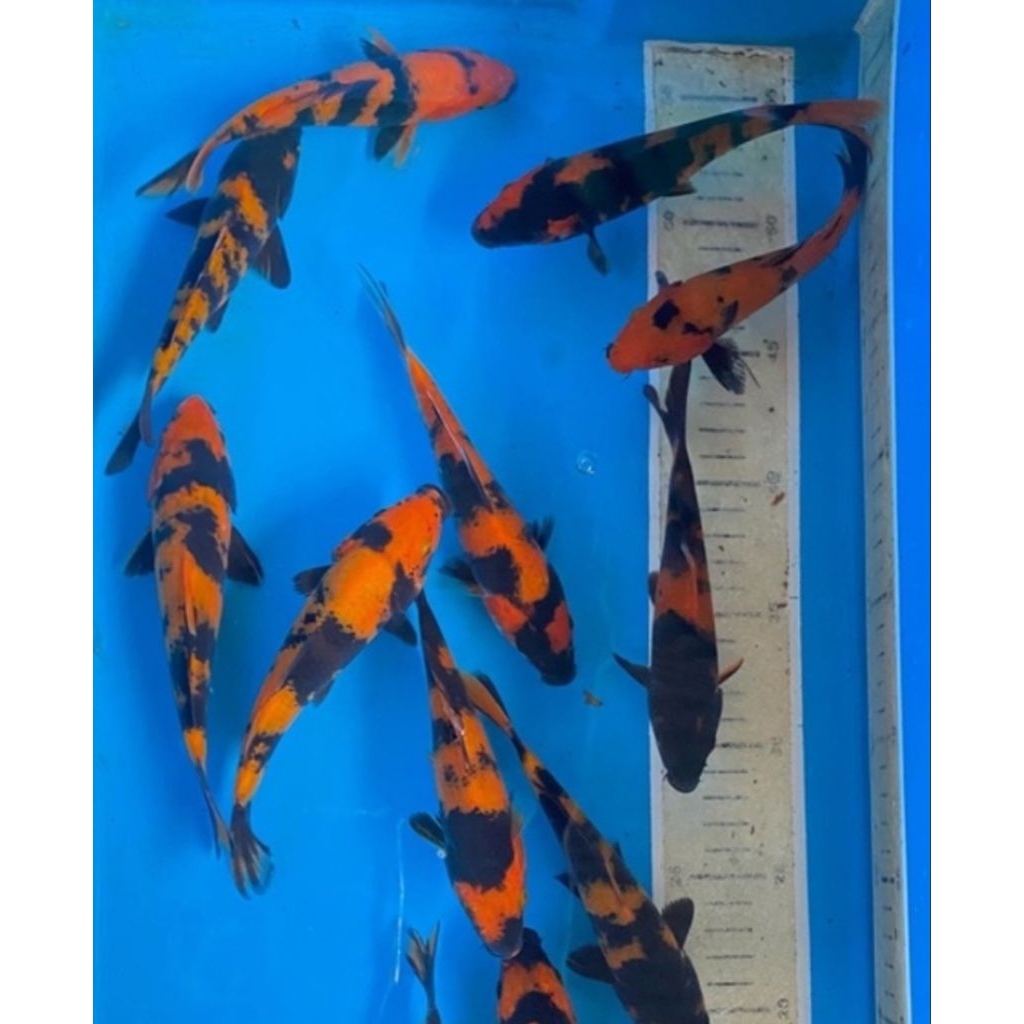 bergeransi 10 anakn koi UTSURI Naruto Oren hitam dekorasi Akuarium aquaseceps air tawar