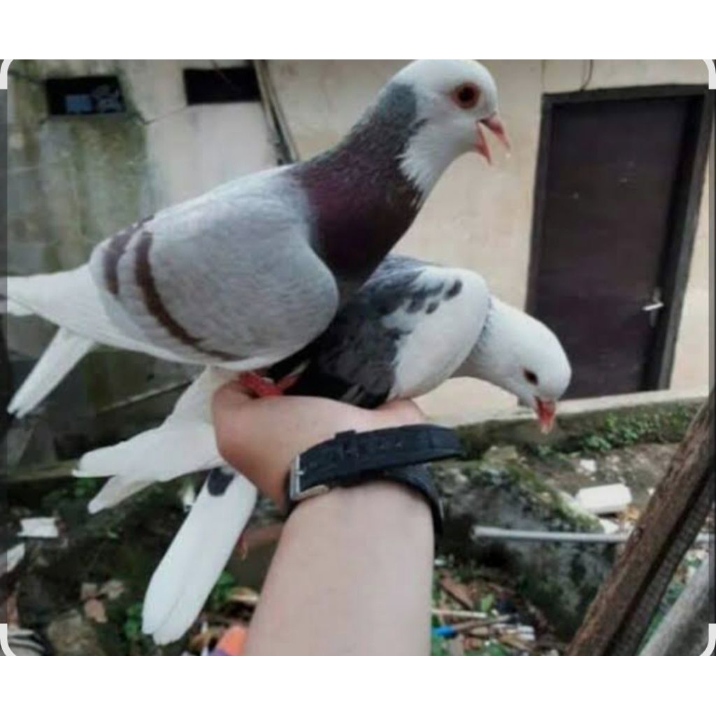 BURUNG DARA/MERPATI BLANTONG 1 PASANG GIRING KERAS