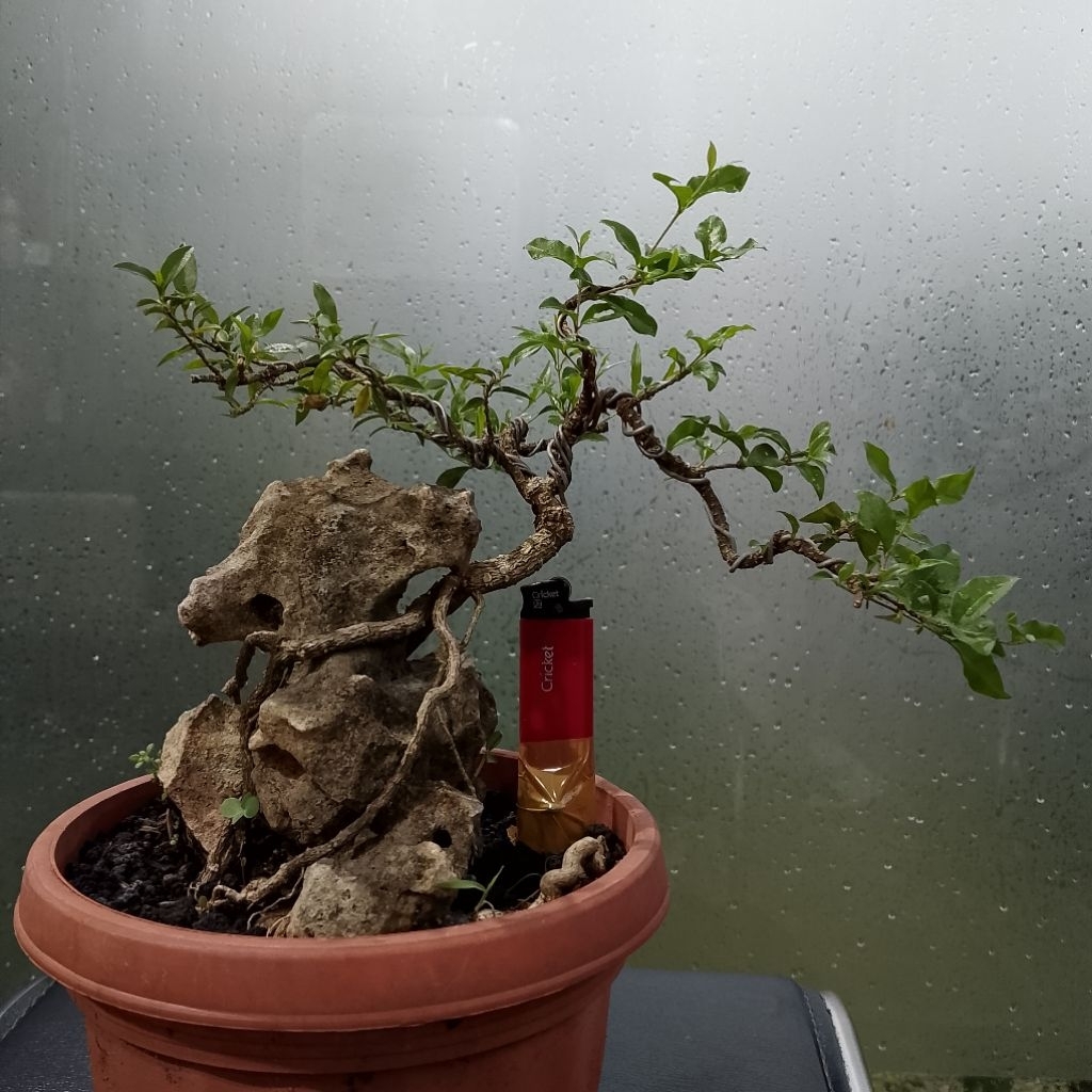 Bonsai sakura mikro on the rock