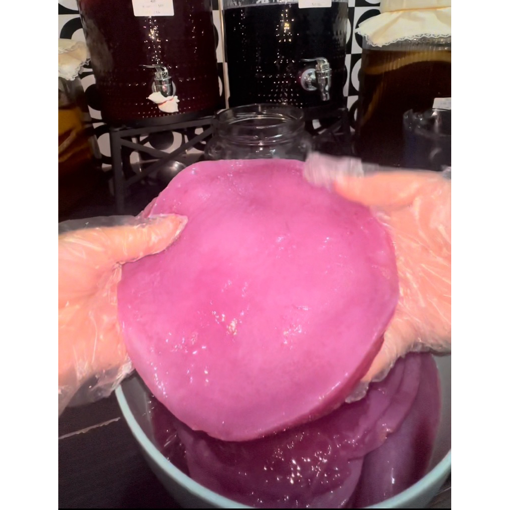 SCOOBY KOMBUCHA AKTIF | BAKTERI KOMBUCHA, STARTER KOMBUCHA