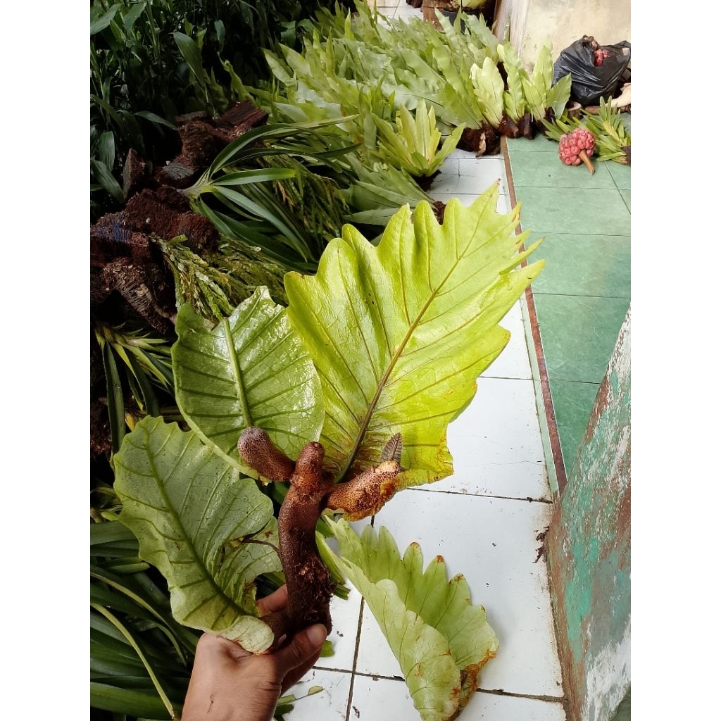 COD) tanaman hias kadaka ekor naga +media tanam ready siap pajang