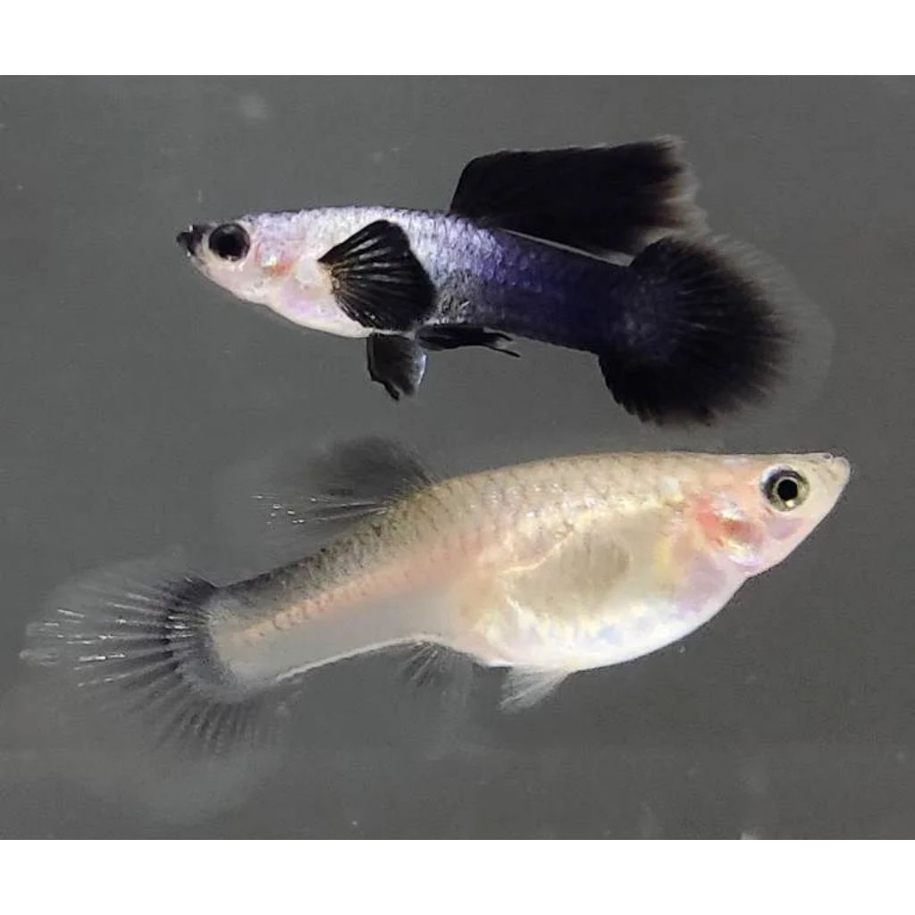 Hiasan aquarium guppy mini panda