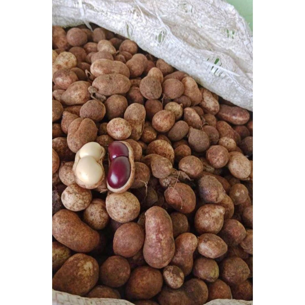 Kacang Bogor segar/Kacang Bogor mentah 1kg