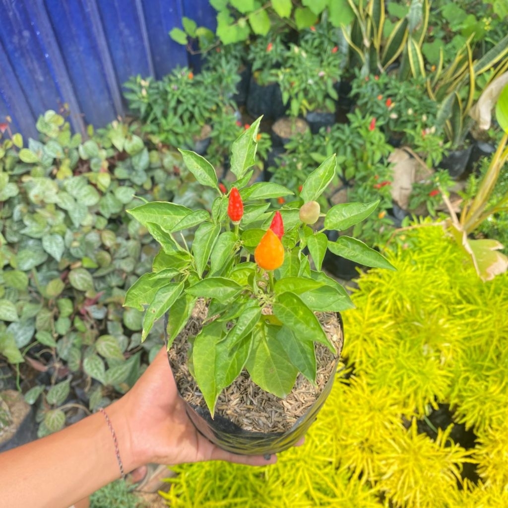 TANAMAN CABAI PELANGI BIBIT CABAI PELANGI HIAS UNGGUL SUDAH BERBUAH SIAP PINDAH MEDIA TANAM (BELI 10