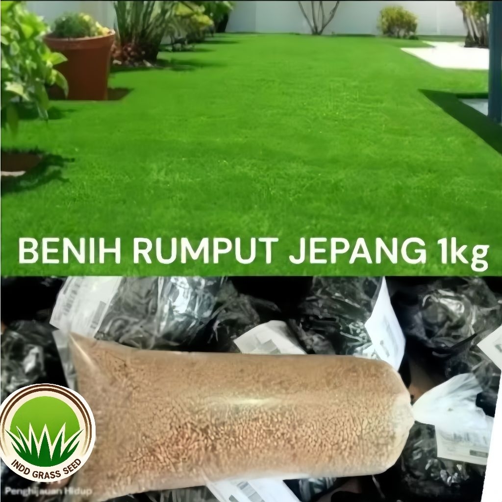 Benih rumput jepang original 1kg-rumput jepang hidup super premium-rumput jepang hijau